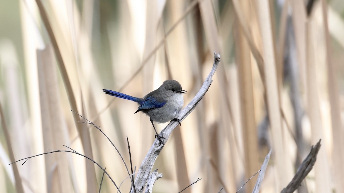 Splendid Fairywren - ML637589392