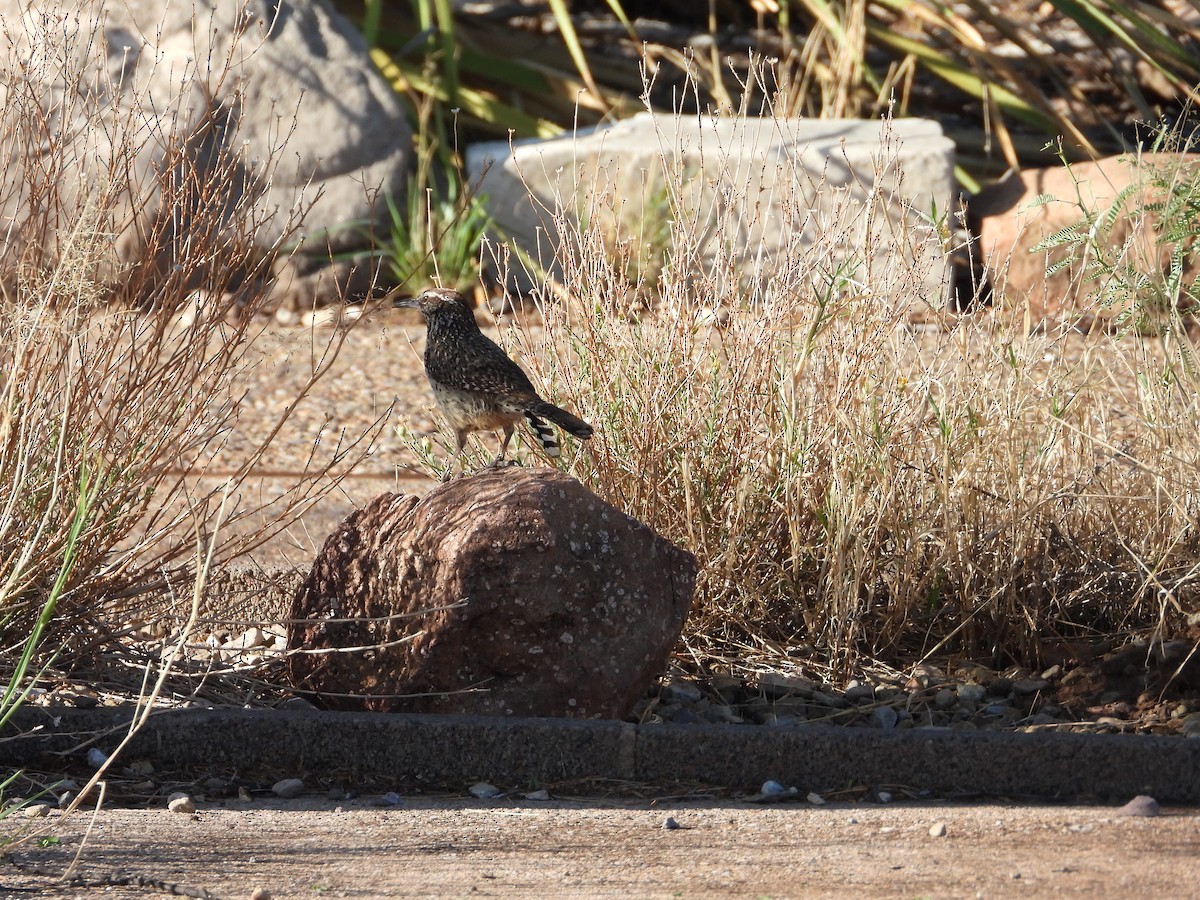 Cactus Wren - ML637589393