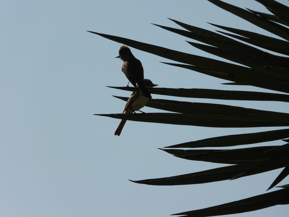 Ash-throated Flycatcher - ML637589396