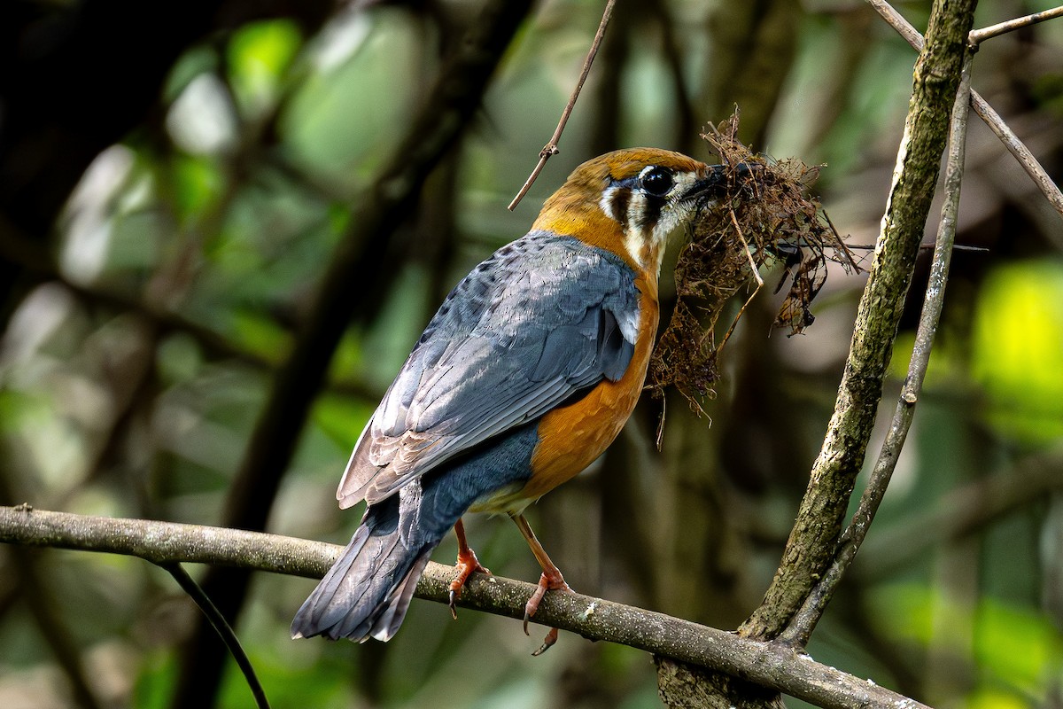 Orange-headed Thrush - ML637589397