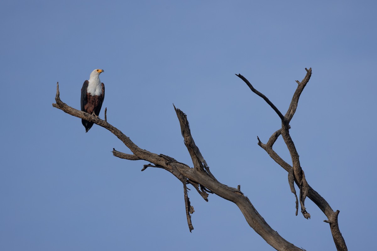 African Fish-Eagle - ML637589398