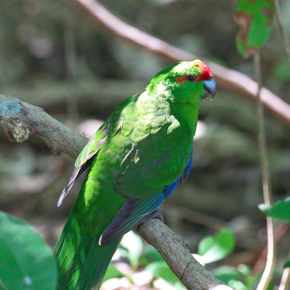 Red-crowned Parakeet - ML637589399