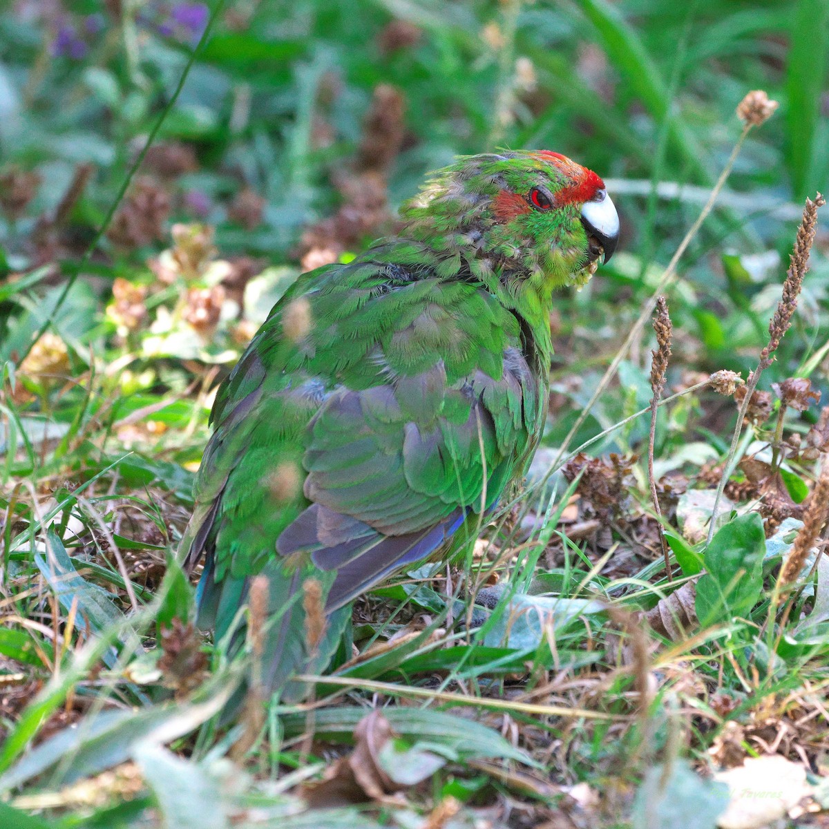 Red-crowned Parakeet - ML637589400
