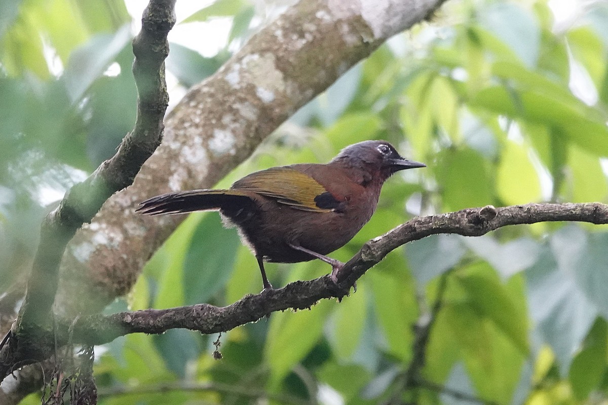 Malayan Laughingthrush - ML637589402