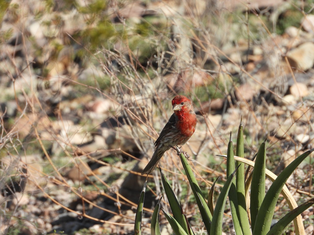 House Finch - ML637589403