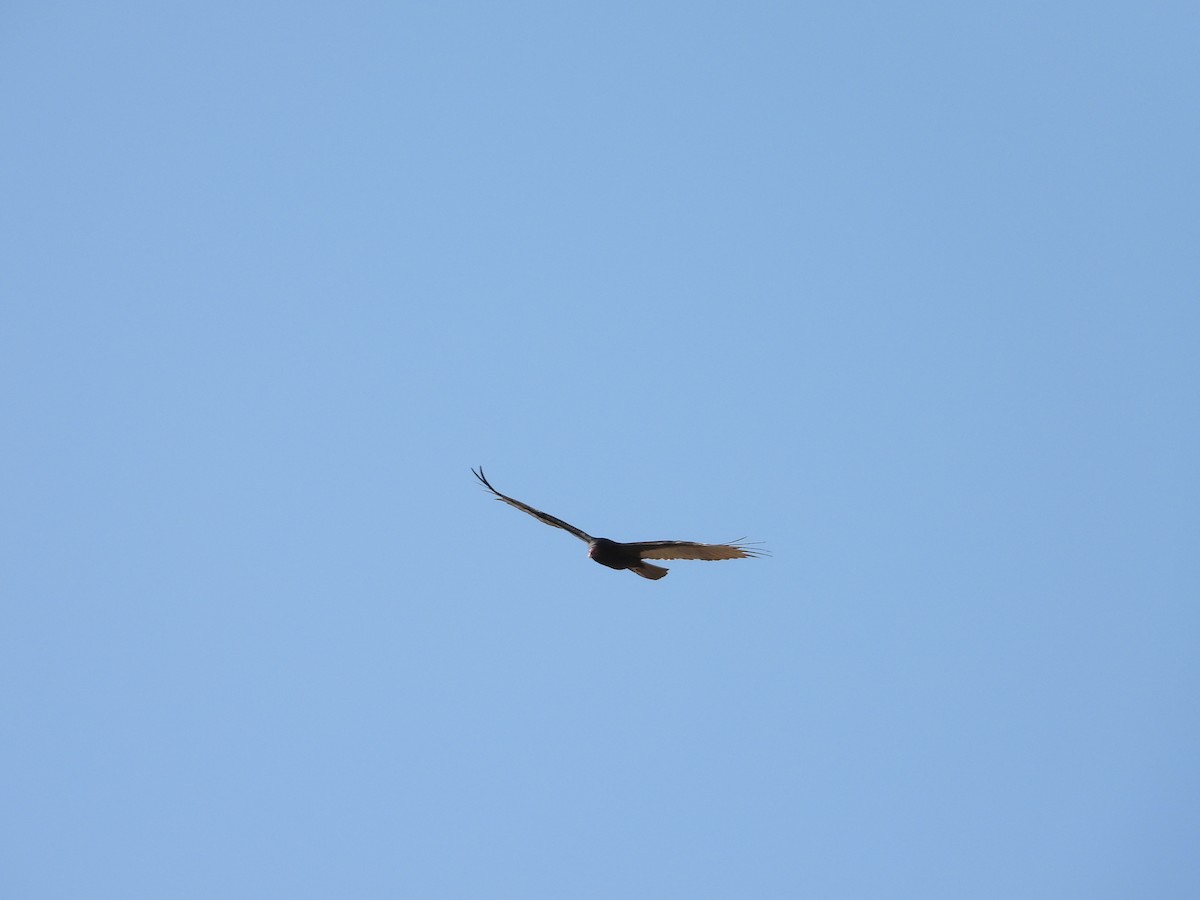 Turkey Vulture - ML637589409