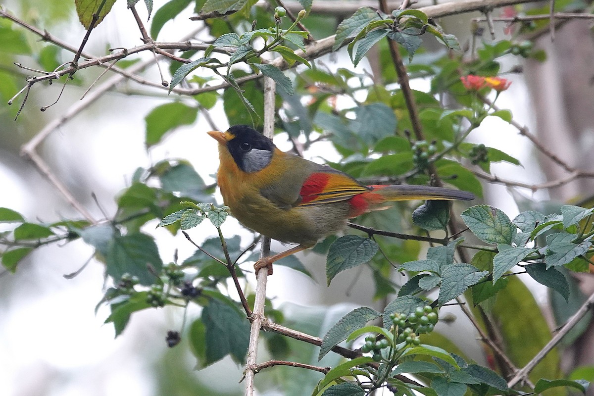 Silver-eared Mesia - ML637589410
