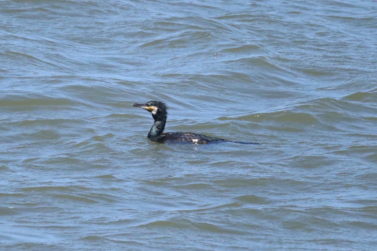 Great Cormorant - ML637589411