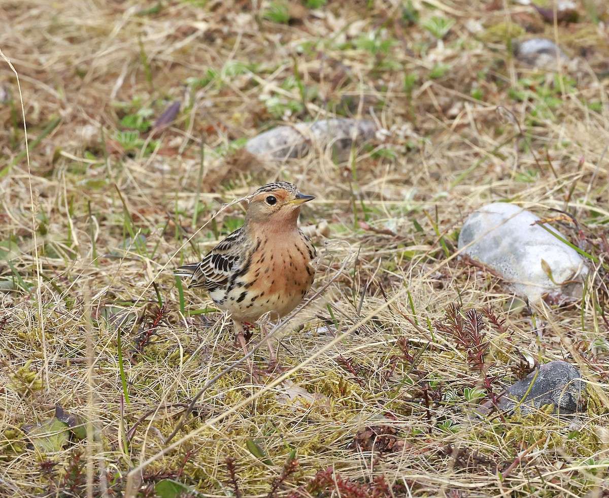 Red-throated Pipit - ML637589413