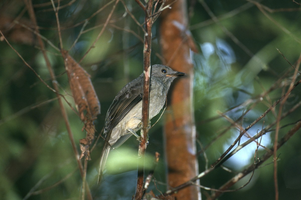 Screaming Piha - ML637589416