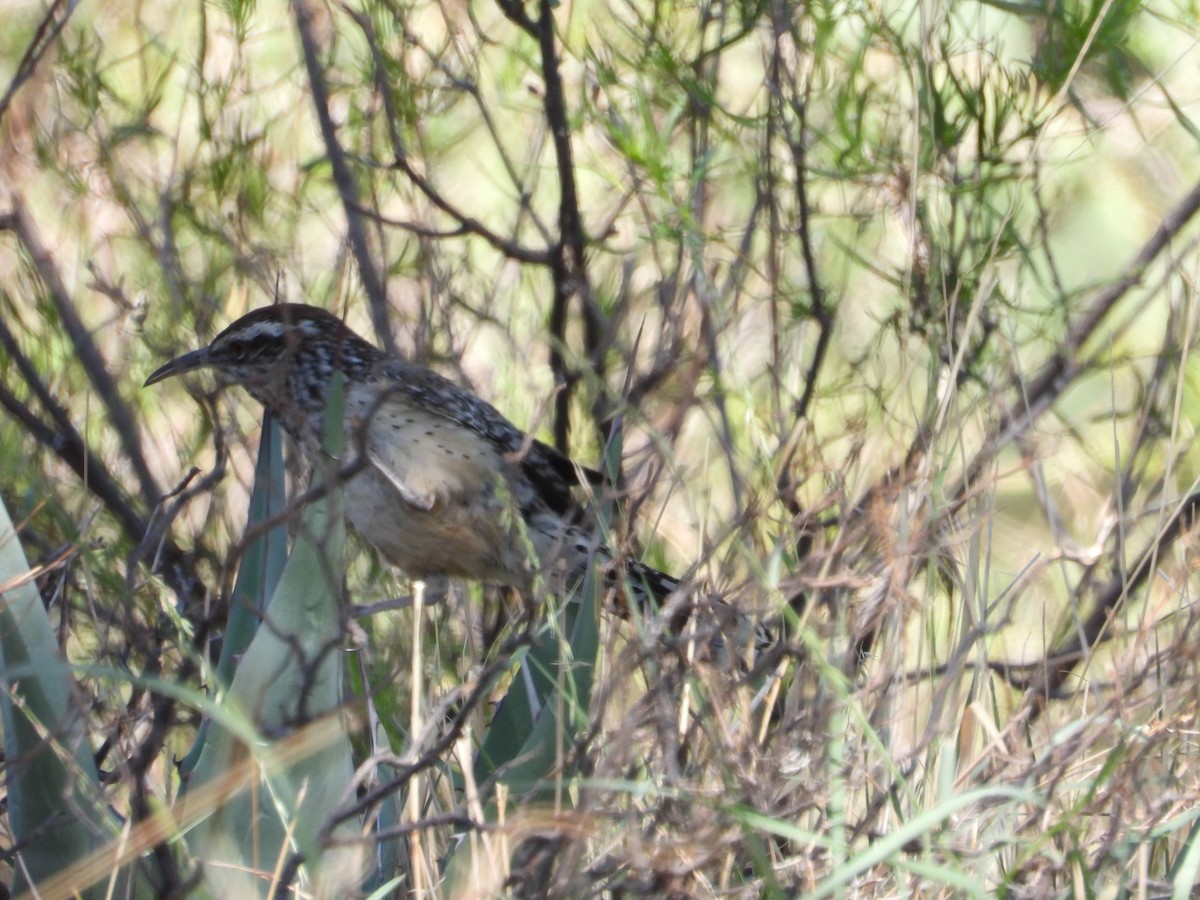 Cactus Wren - ML637589419