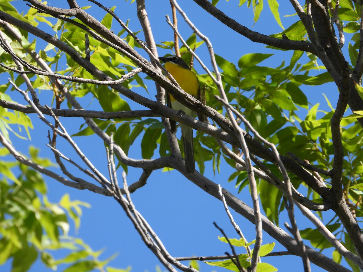 Yellow-breasted Chat - ML637589422