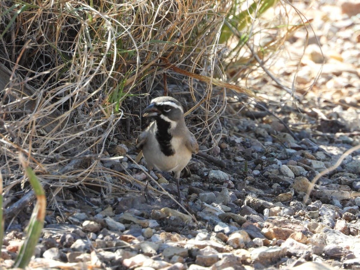 Black-throated Sparrow - ML637589423
