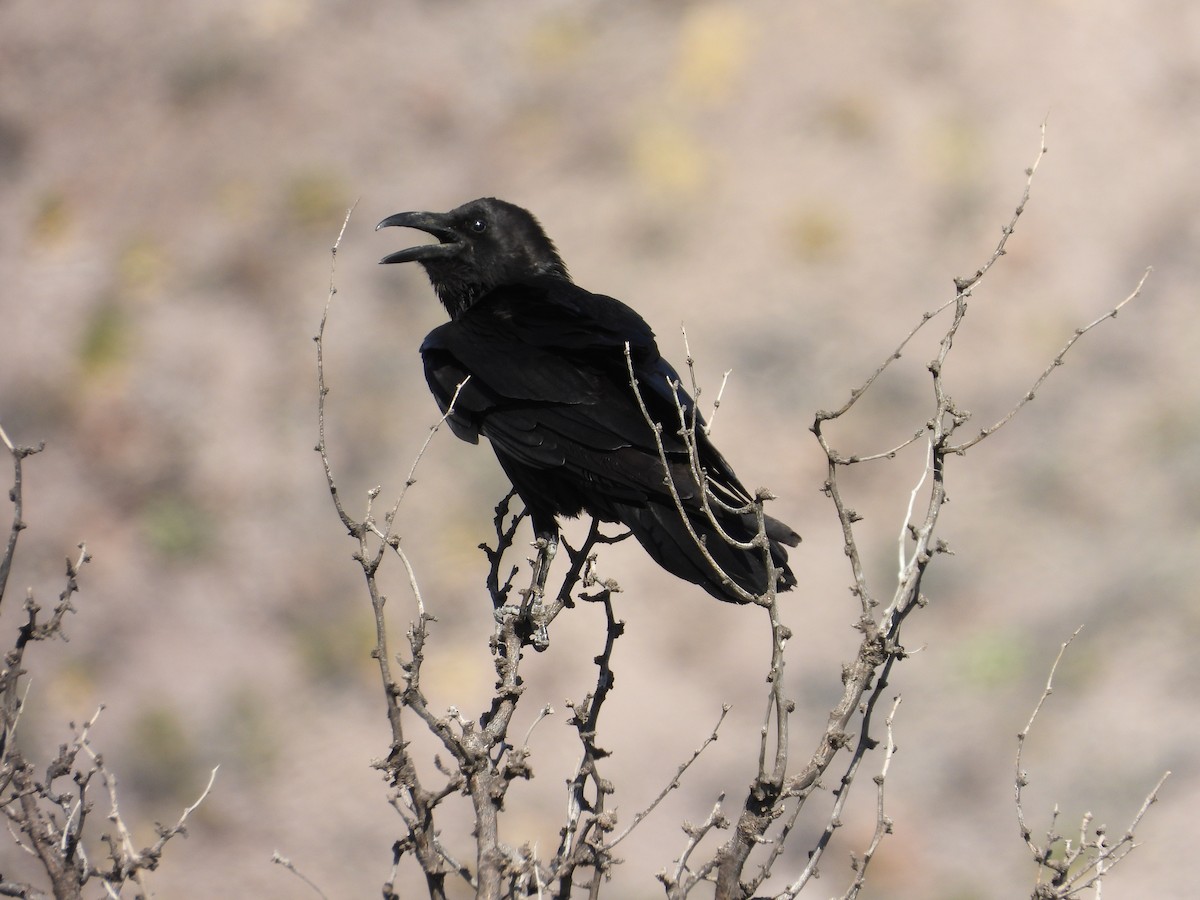 Common Raven - ML637589424