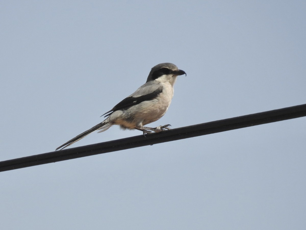 Iberian Gray Shrike - ML637589429