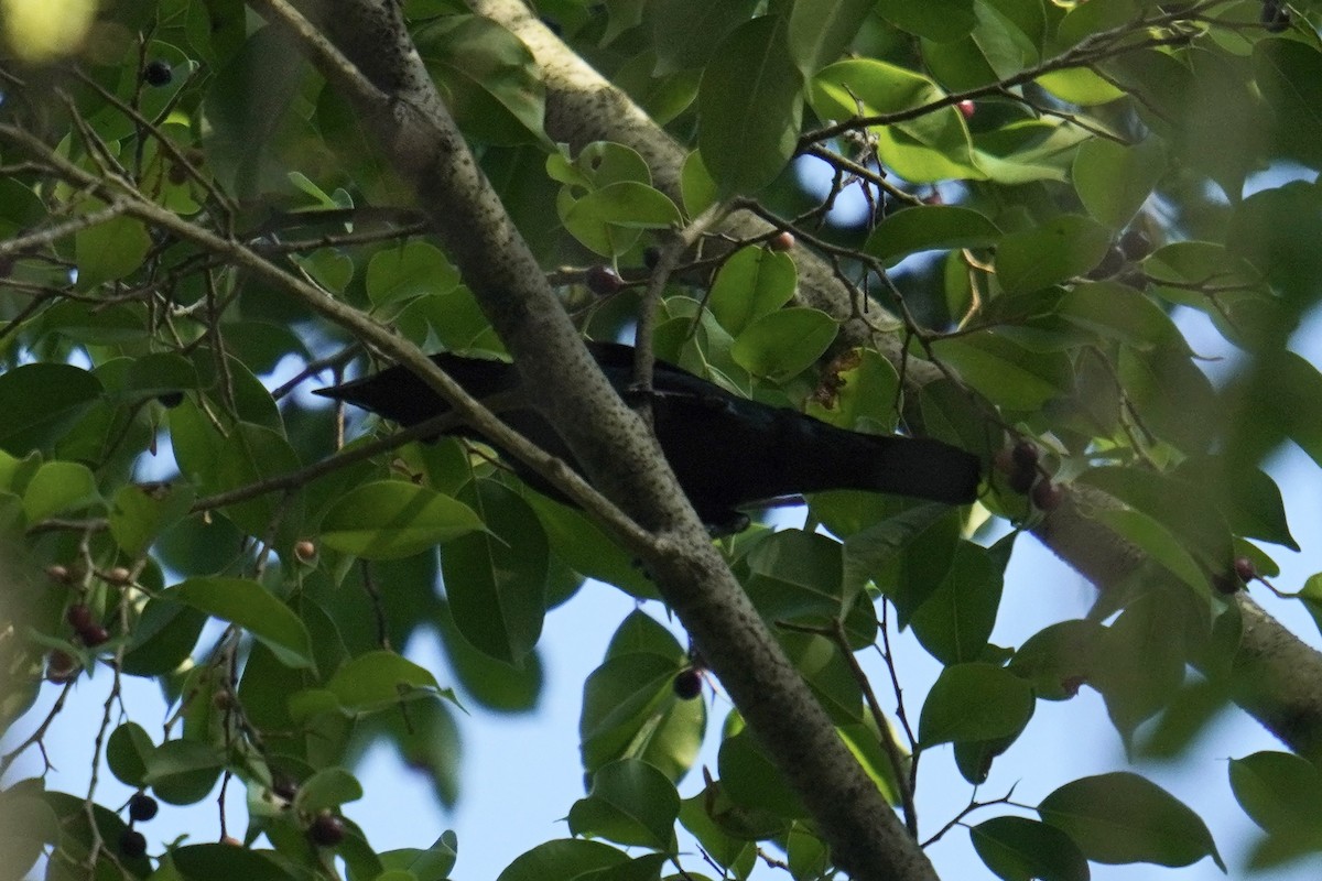 Asian Glossy Starling - ML637589433
