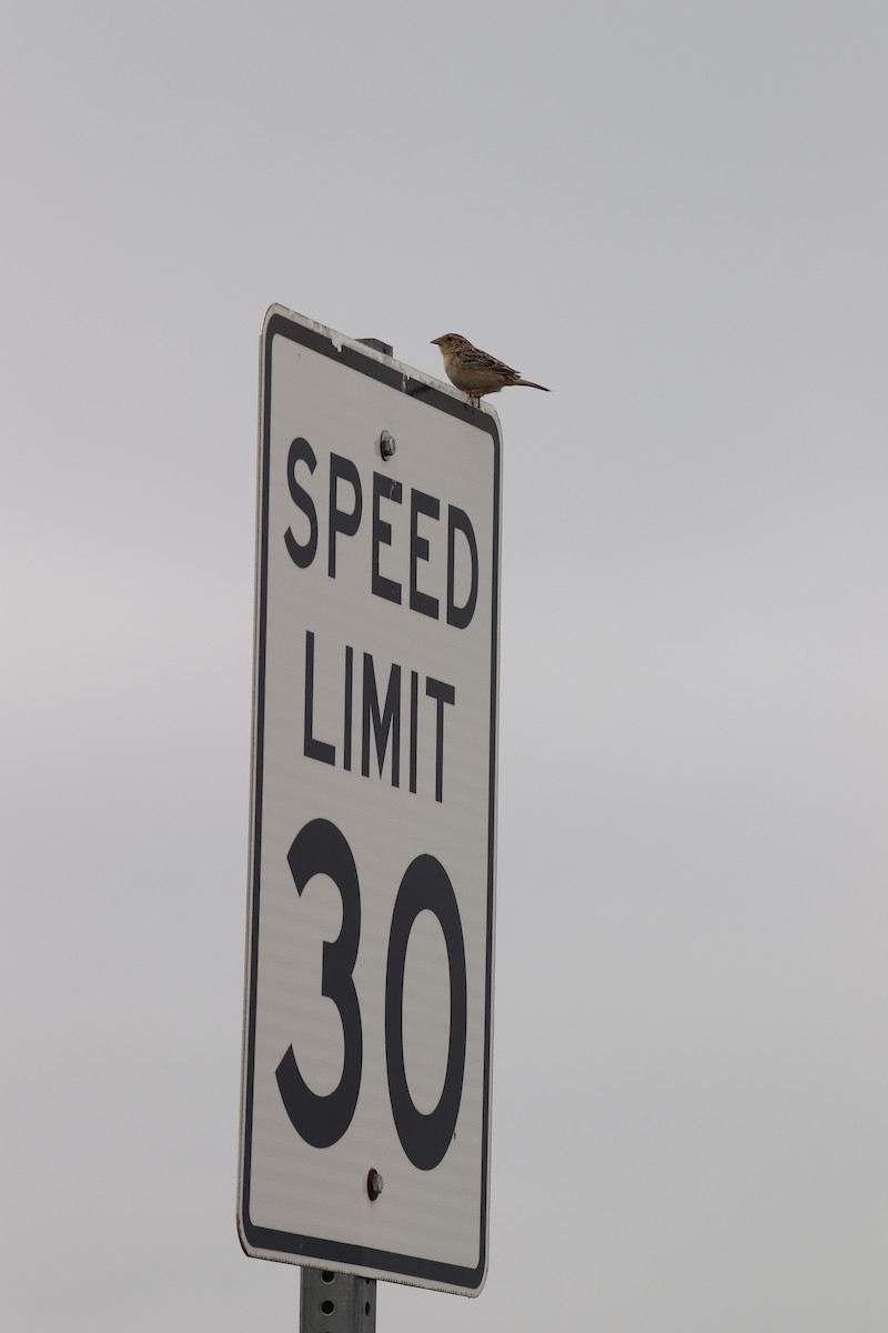 Grasshopper Sparrow - ML637589443