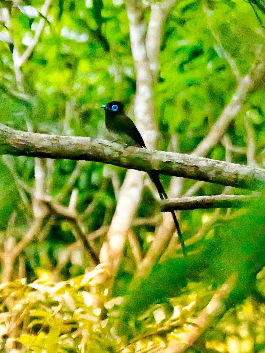 Japanparadiesschnäpper - ML637589444