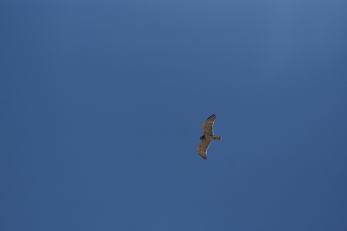 Schlangenadler - ML637589448