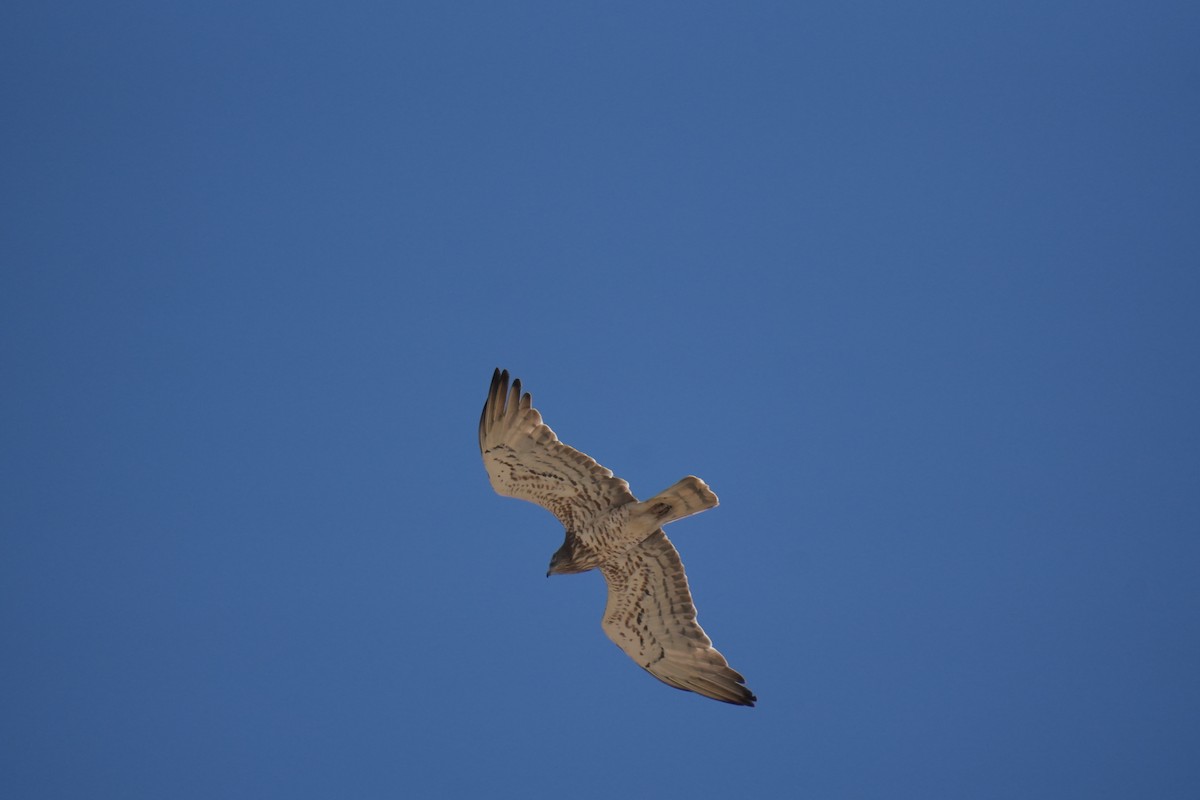 Schlangenadler - ML637589449