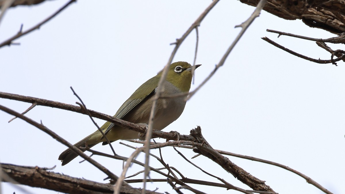 Graumantel-Brillenvogel - ML637589461