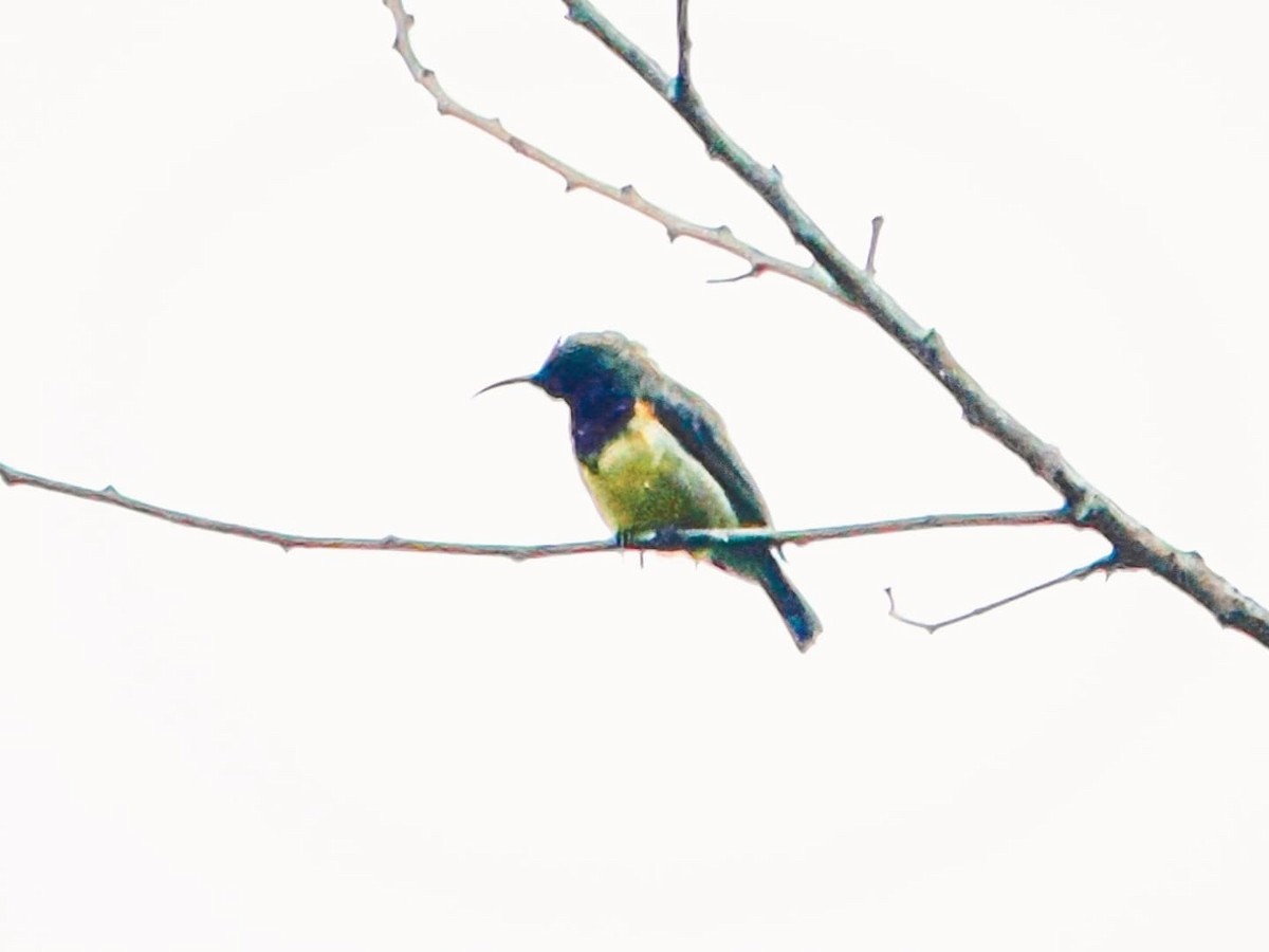 Ornate Sunbird - ML637589471