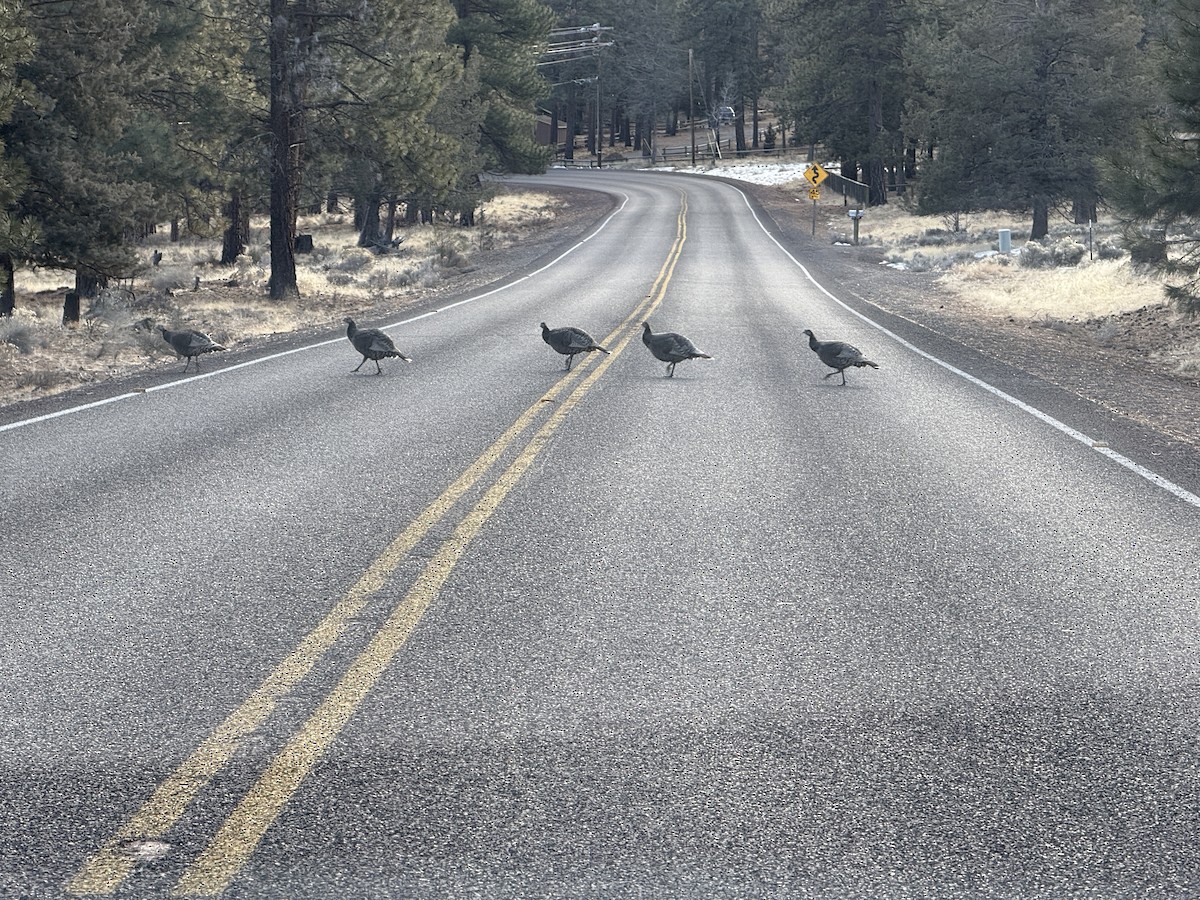 Wild Turkey - ML637589478