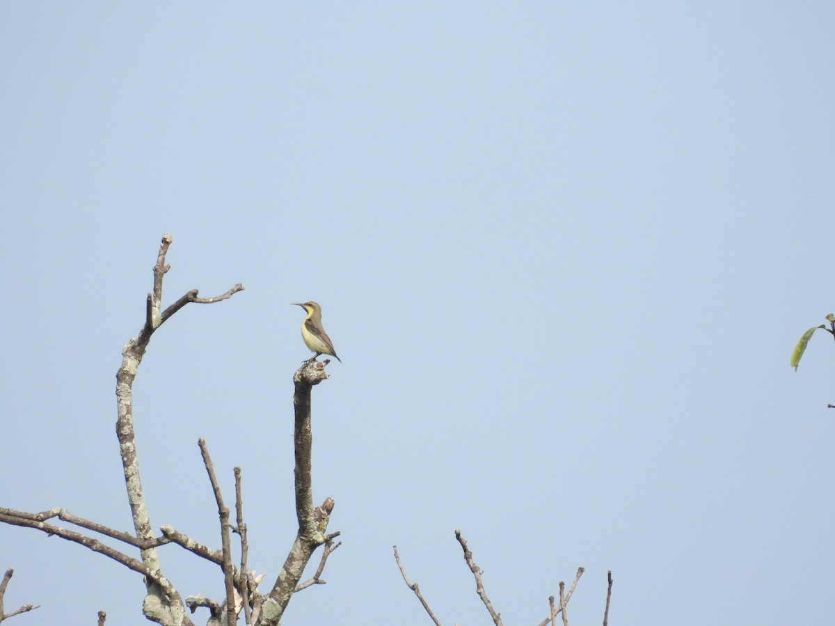 Purple-rumped Sunbird - ML637589488