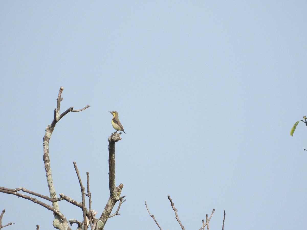 Purple-rumped Sunbird - ML637589489