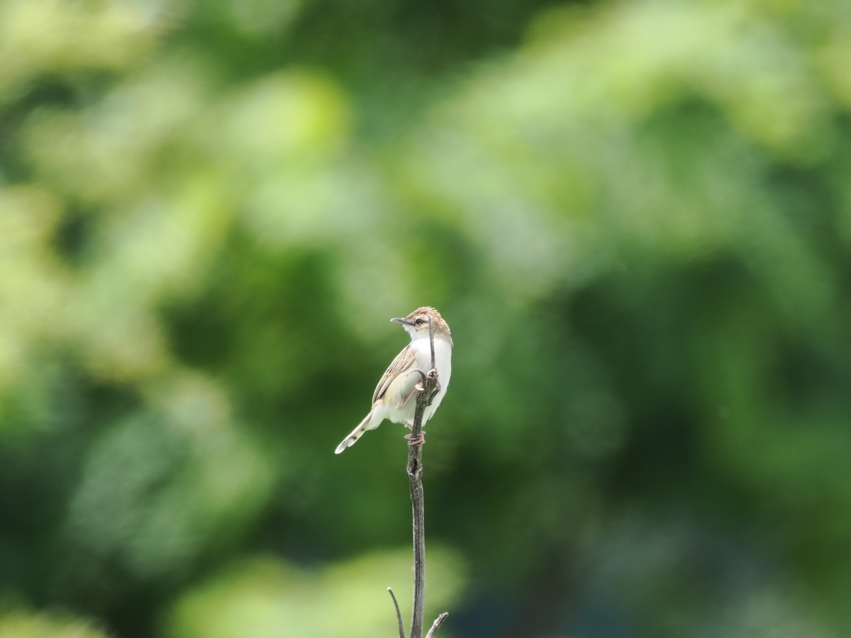 Zitting Cisticola - ML637589490