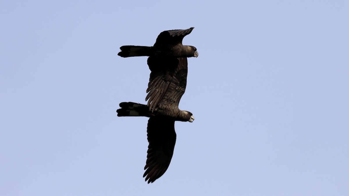 Baudin's Black-Cockatoo - ML637589491