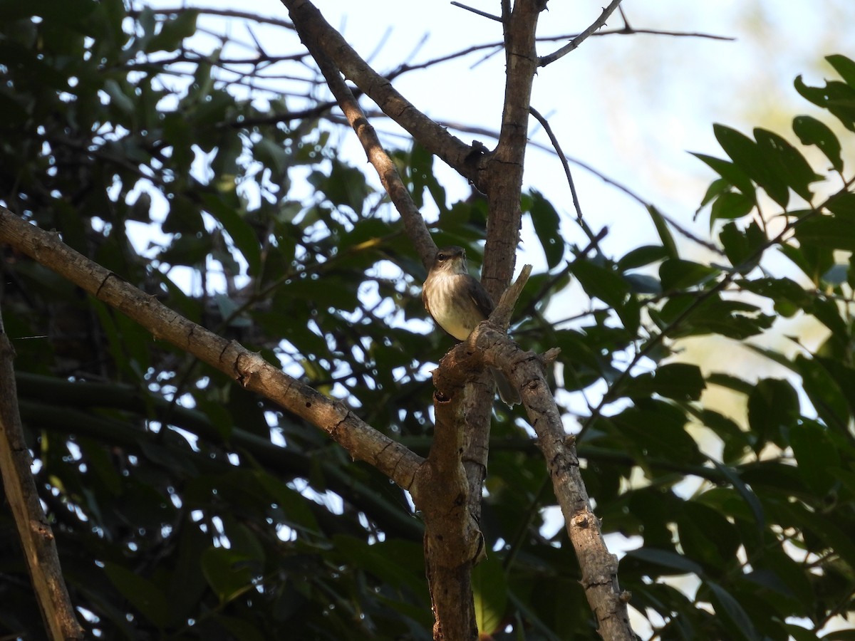 African Dusky Flycatcher - ML637589496
