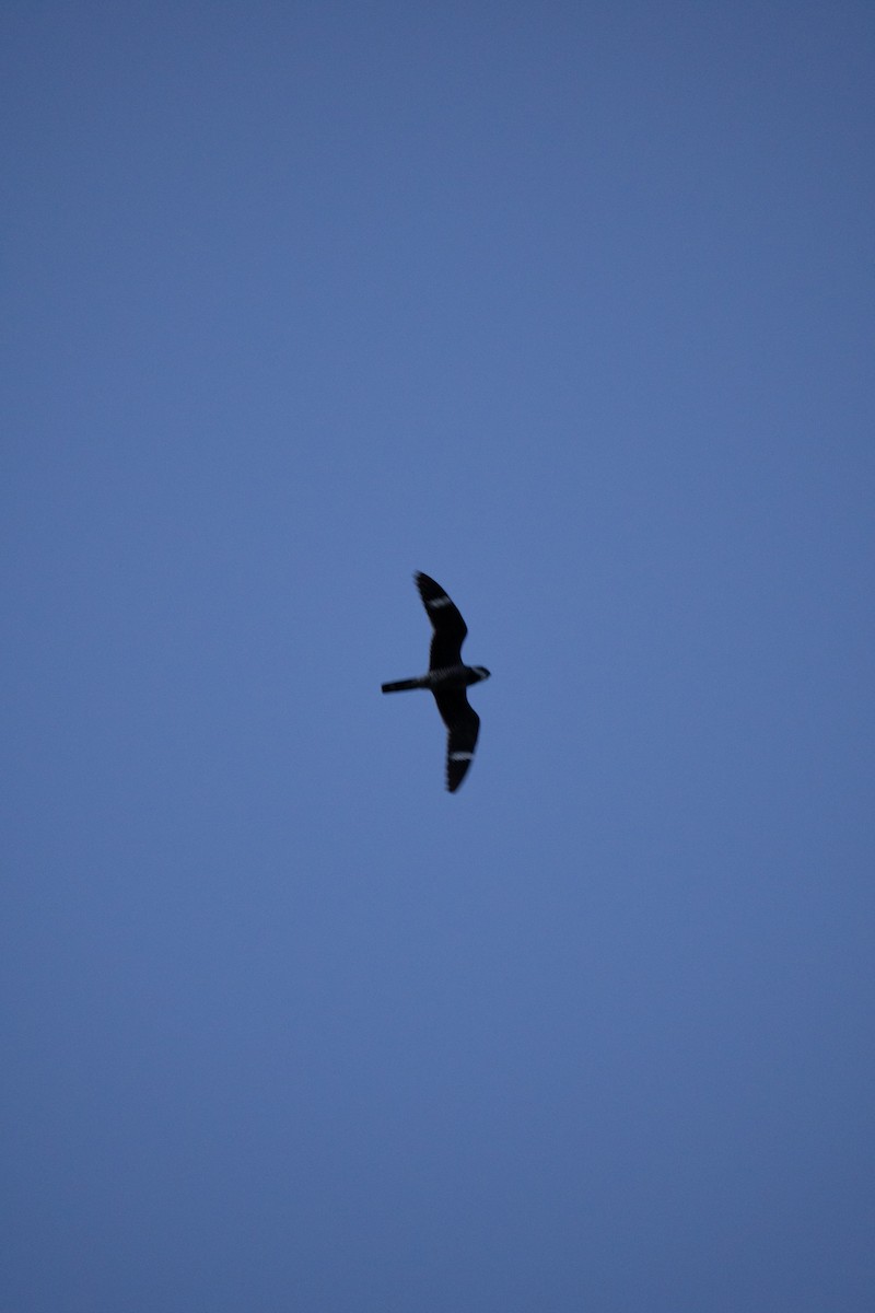 Common Nighthawk - ML637589499