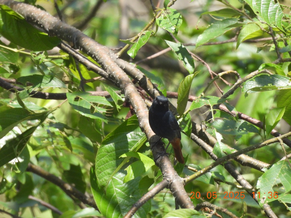 Plumbeous Redstart - ML637589500