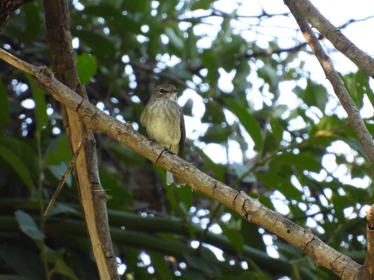 African Dusky Flycatcher - ML637589501
