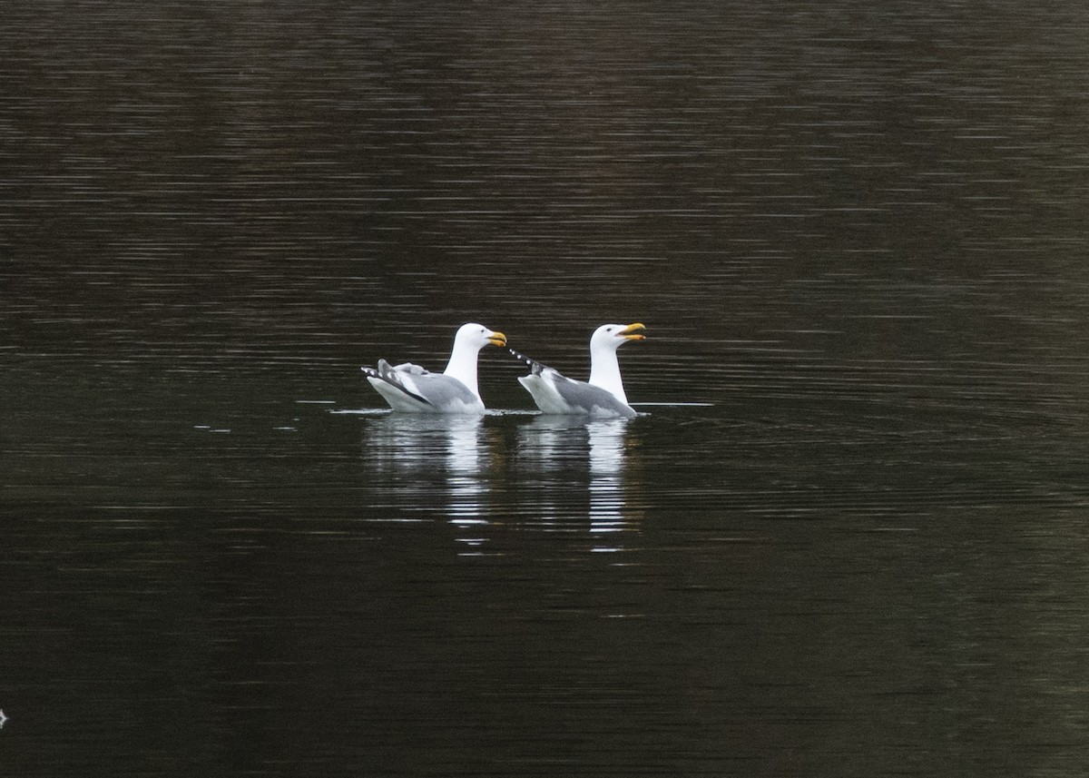 Western x Glaucous-winged Gull (hybrid) - ML637589503