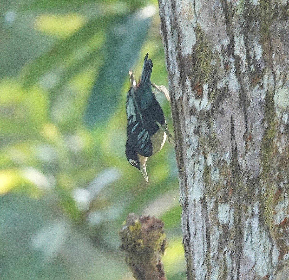 Blue Nuthatch - ML637589505