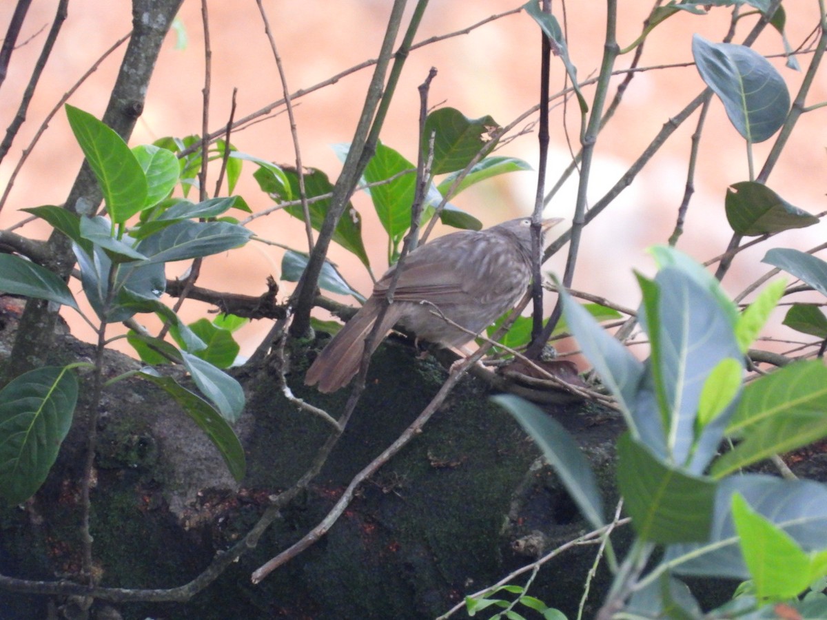 Jungle Babbler - ML637589511