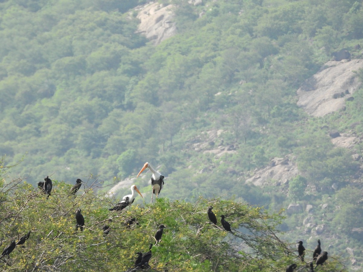 Painted Stork - ML637589512