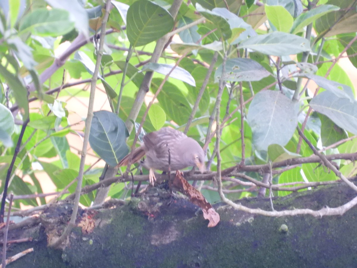 Jungle Babbler - ML637589513