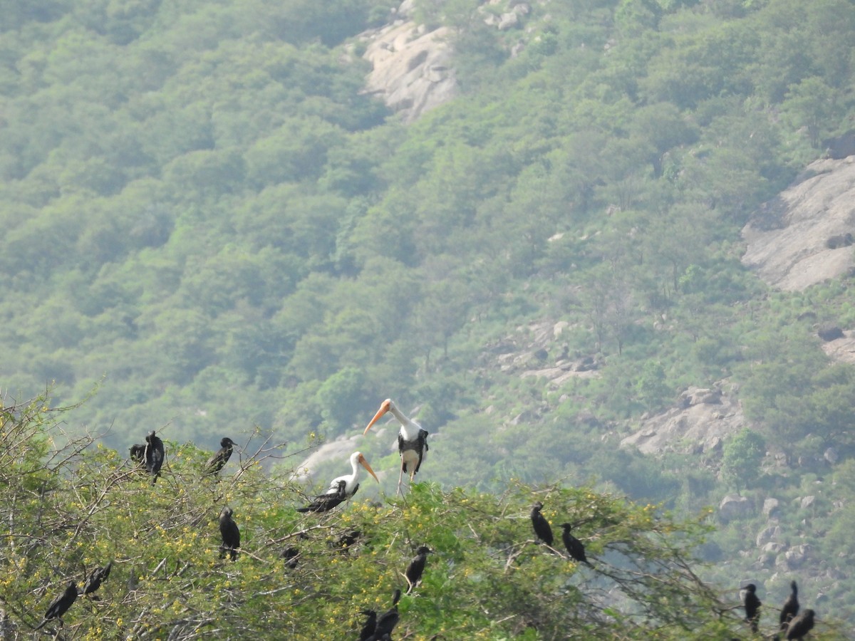 Painted Stork - ML637589515