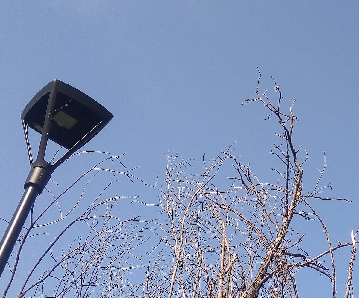 Бор бужирга - ML637589517