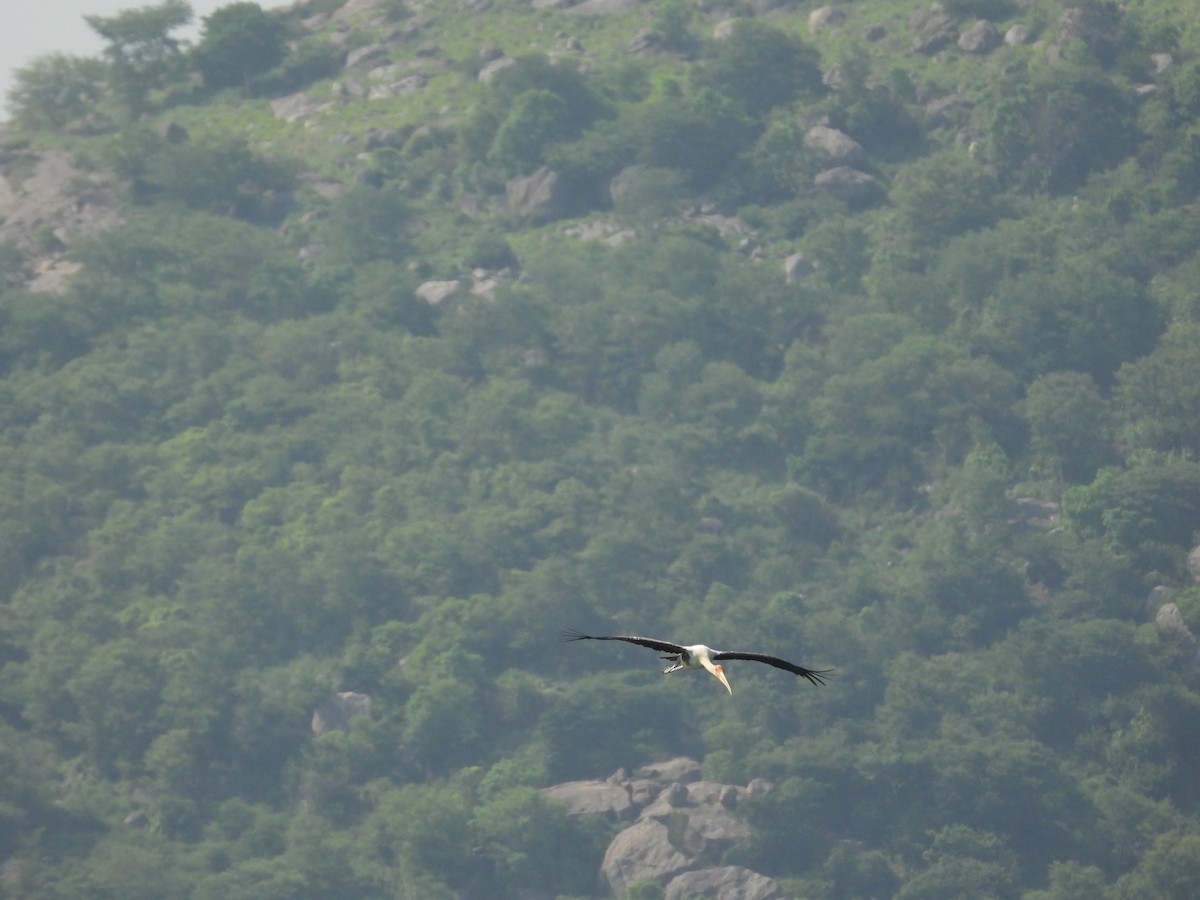 Painted Stork - ML637589518