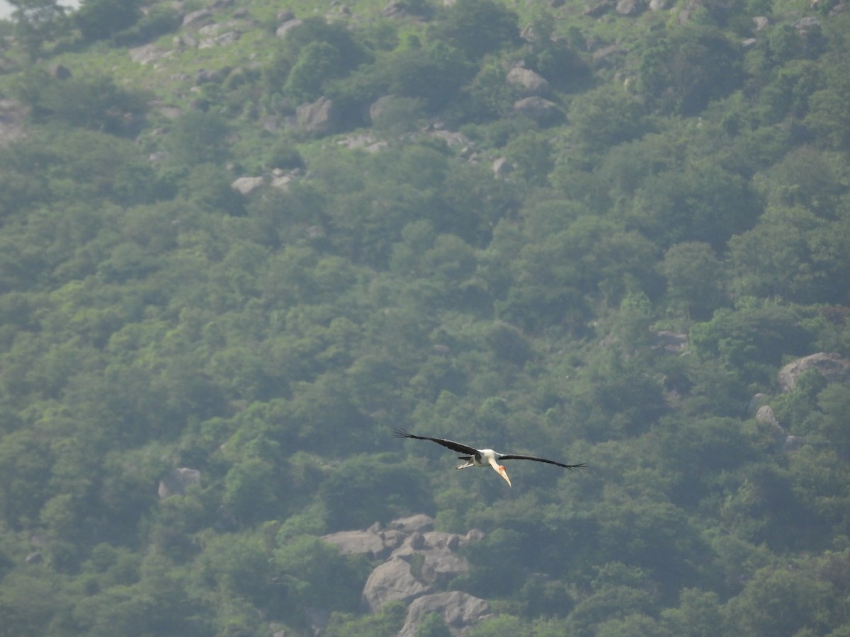 Painted Stork - ML637589519