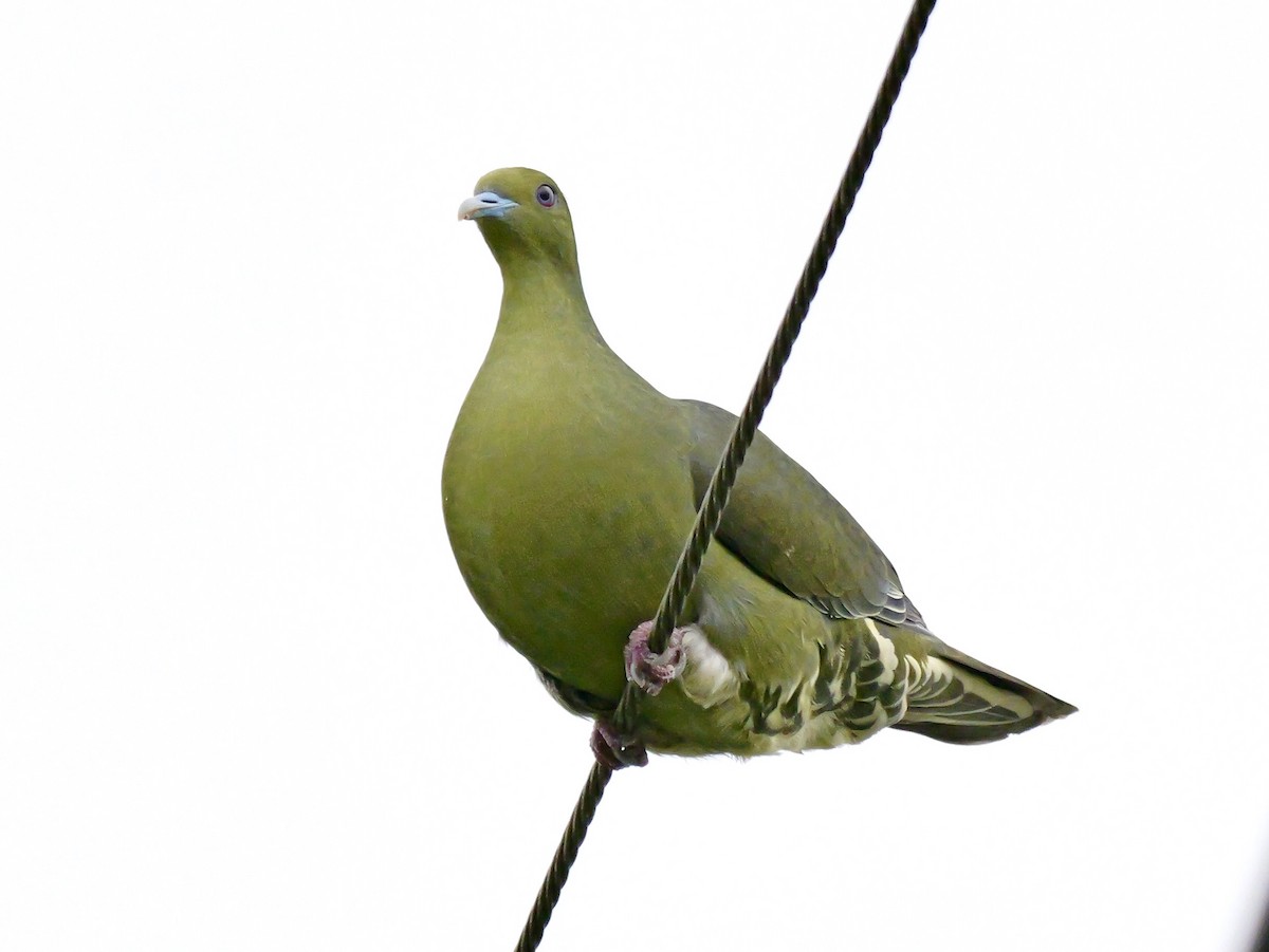 Whistling Green-Pigeon - ML637589521