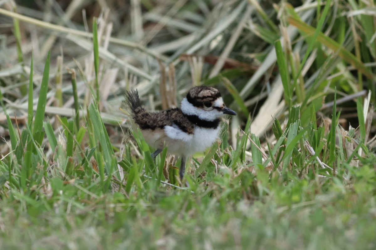 Killdeer - ML637589528