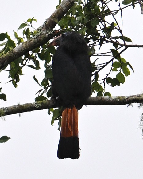 Mindanao Hornbill - ML637589536