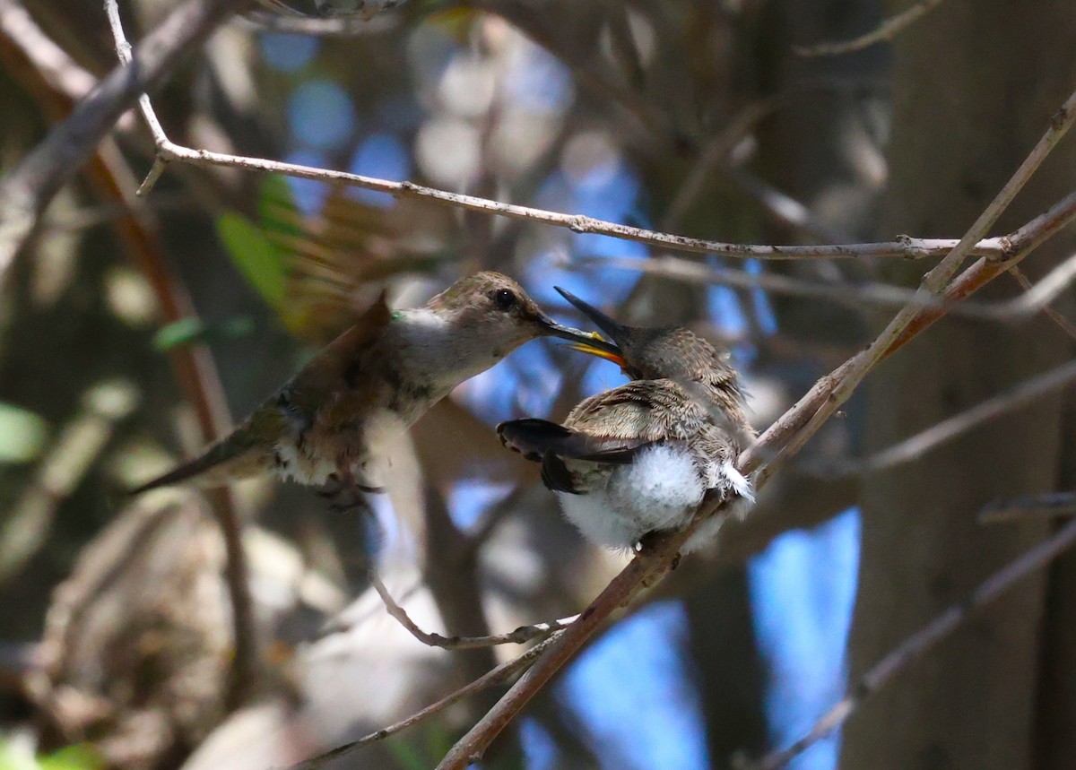 Costa's Hummingbird - ML637589545