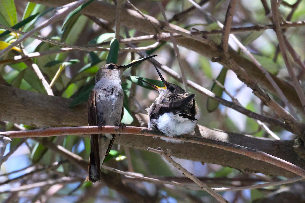 Costa's Hummingbird - ML637589547