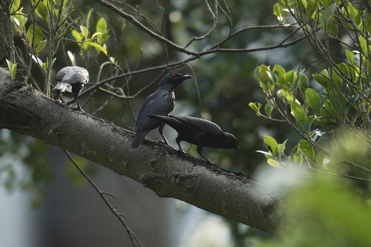 Asian Glossy Starling - ML637589555